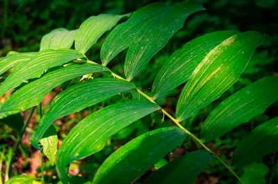 White Mulberry Leaf, an ingredient in GlycoAid